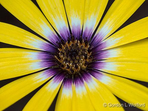 Yellow & Purple Flower_DSCF06394.jpg - Photographed at Columbus, Ohio, USA.